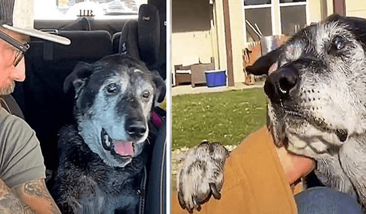 Dumped Senior Dog Puts Paw On Man’s Arm And Desperately Begs For Some Empathy