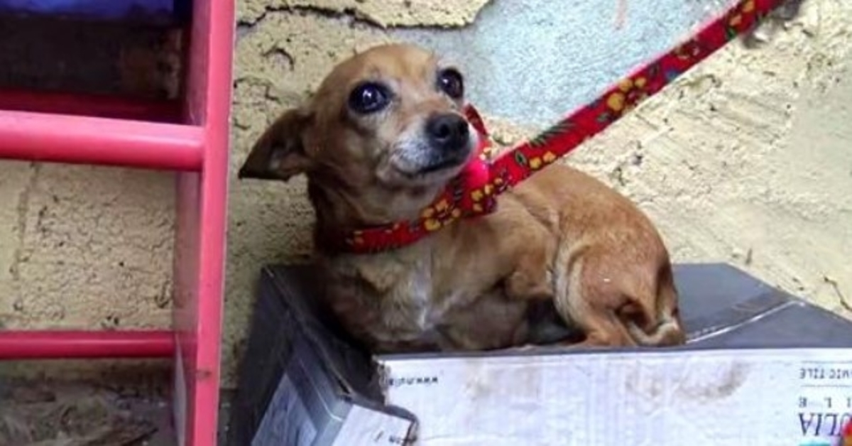 Sick 3-Legged Dog Knows No One Loves Her So She Sleeps In A Shoebox In The Rain