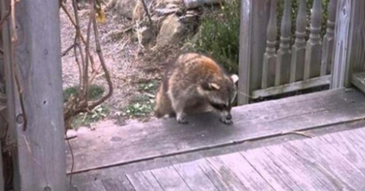 Woman gives food to blind raccoon, then hits records when he brings his two tiny “bodyguards”