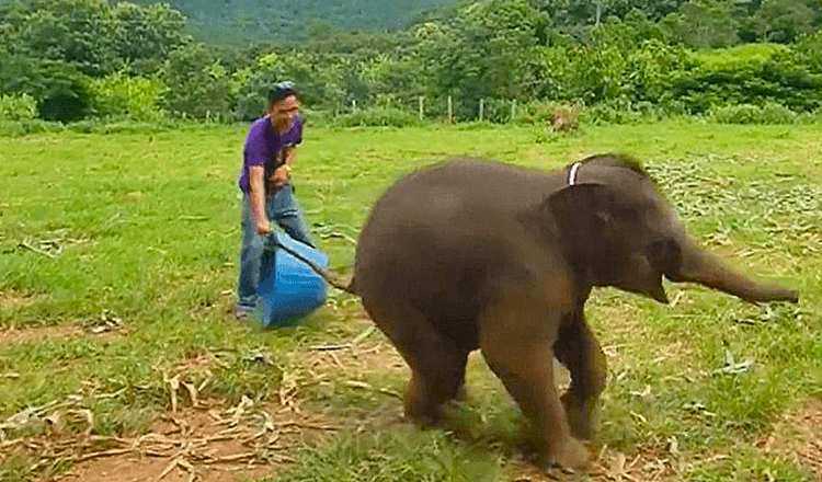 Rare Footage Shows Playful Six-Month-Old Baby Elephant Laughing During Game At Wildlife Preserve