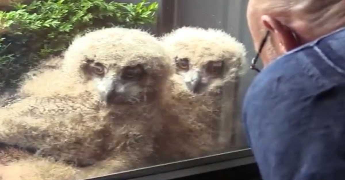 World’s largest Owl hatches Giant Babies outside man’s window and now they watch tv with him