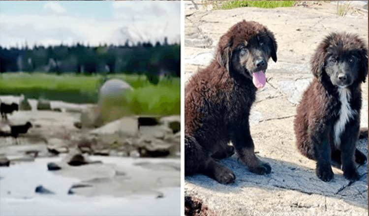 Boater Finds Seven Abandoned Puppies On Deserted Island Crying From Starvation