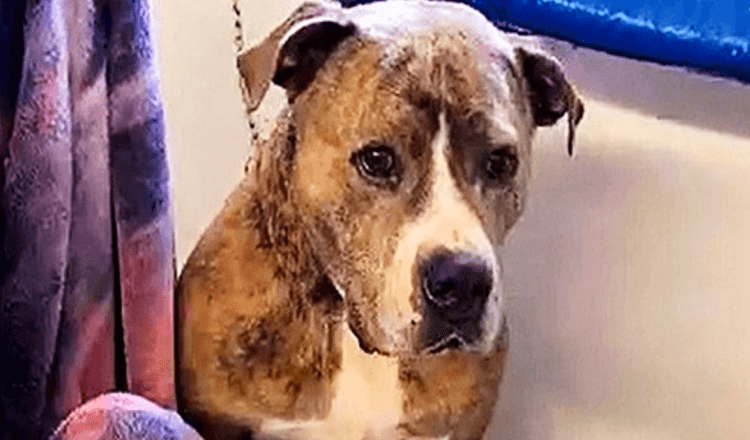 After Being Rejected For 720 Days, Dog Sits By Himself In Sad Corner Of Shelter