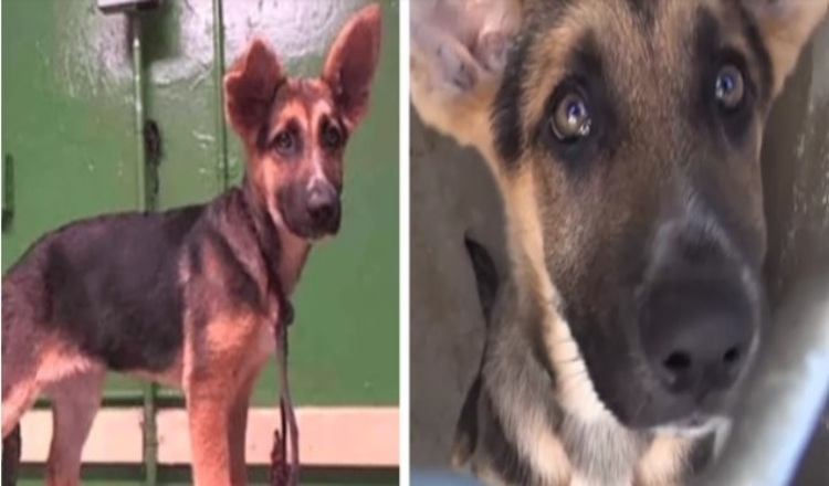 3-Month-Old German Shepherd Abandoned At Shelter Cries As Family Leaves Her