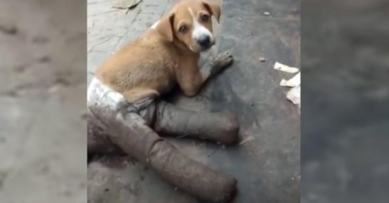 Puppy Had Her Legs All Bandaged Up Before Being Abandoned On The Street