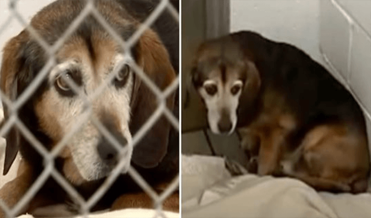 Senior Dog Lost For 2 Years Recognizes Owner’s Voice And Has Most Touching Reaction