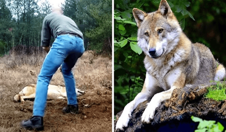 Man Saves A Dying Wolf And Her Cubs, Years Later The Wolf Returns The Favor