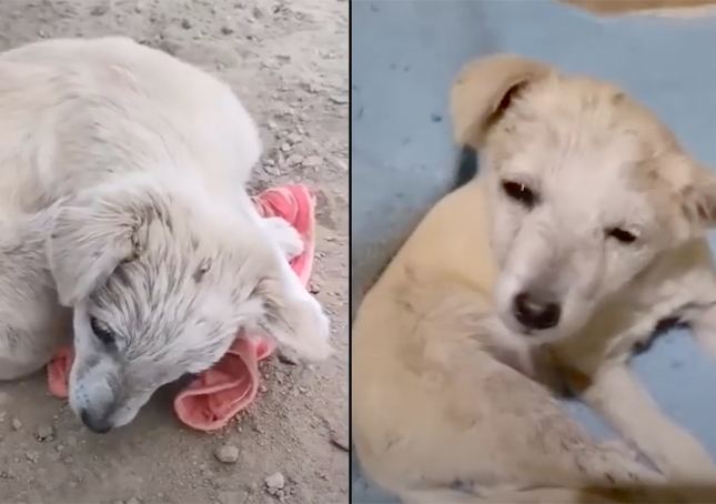 Puppy With Brain-Damage, Curled Up To Hide, Couldn’t Lift His Head To Thank Rescuer