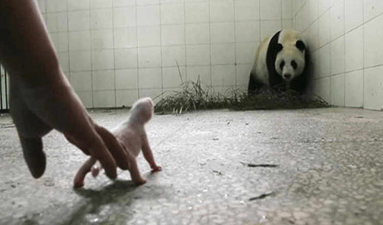 Caretakers Concerned Panda Will Reject It`s Baby Until Cameras Catch Mother`s Instincts Kick In