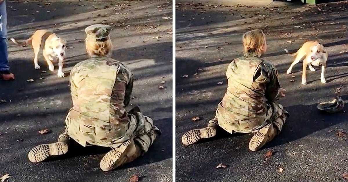 When Her Dog Rejects Her Upon Her Return, An Army Mom Becomes Upset And Removes Her Hat