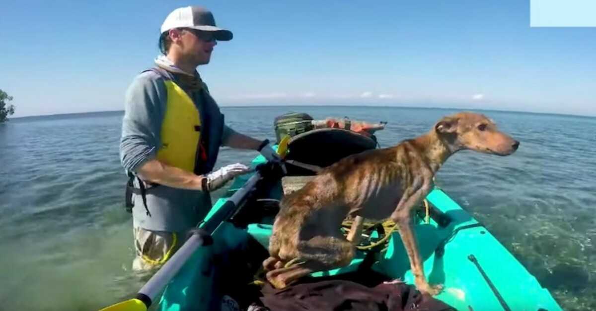 Man Rescues Starving Dog Alone On Remote Island And Brings Him Home