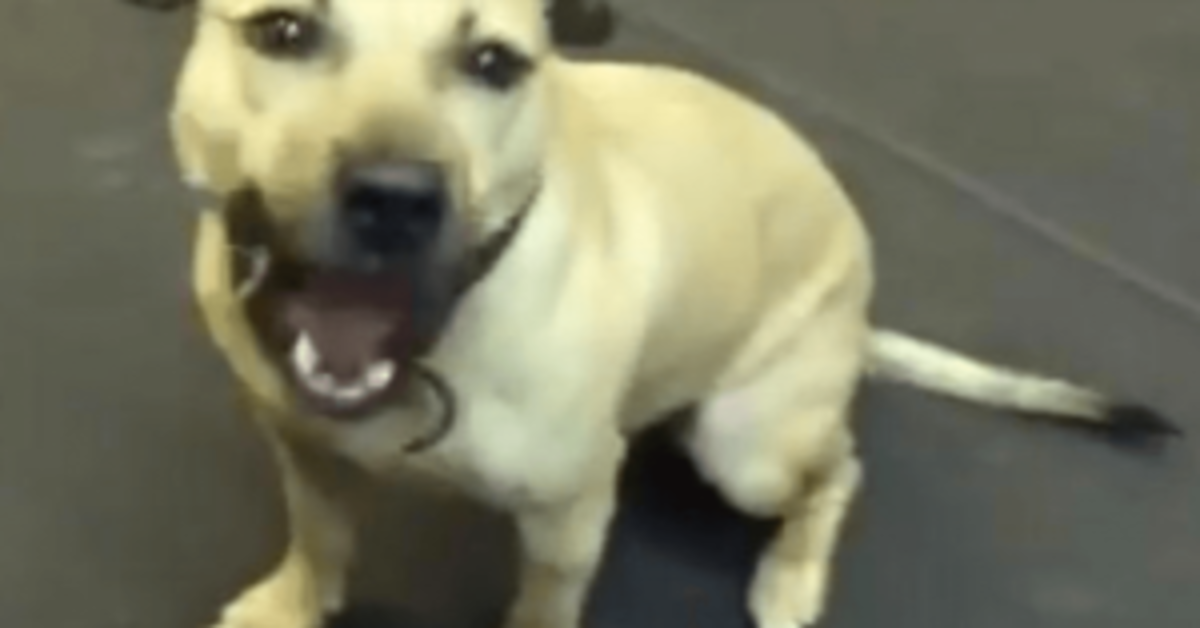 Pit Bull Rescued From A Fighting Ring Is Given His First Snack, And ‘Loses His Mind’