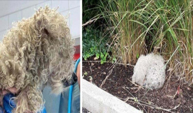 If only he could talk: Blind senior dog found ‘curled up in a little ball by the roadside’