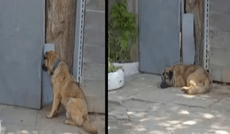 Dog Refuses To Leave Gate After Owner Kicks Him Out For Being Too ‘Kind’