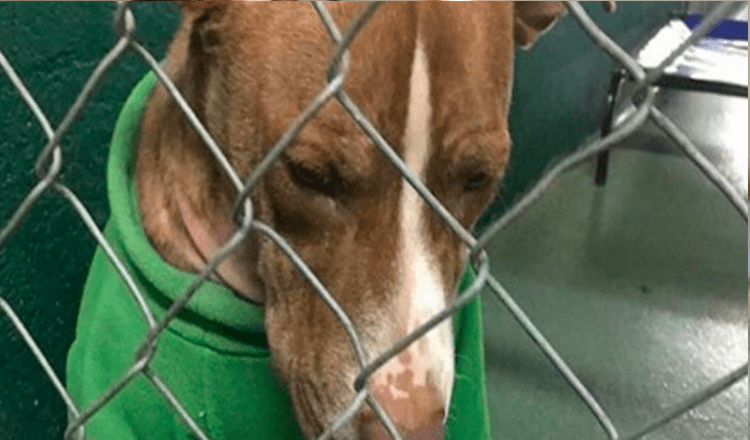 Shelter Dog Who’s Been Wearing A Christmas Sweater For Two Months Finally Gets A ‘Furever’ Home