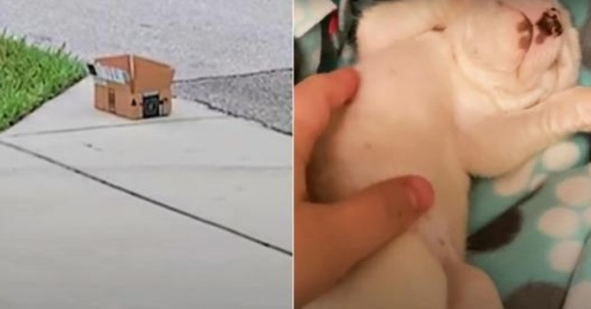 Woman Came Home To Box On Curb, Tried To Resuscitate The Tiny Body Left Inside