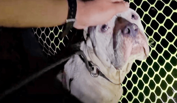 Dog Refused To Be Rescued Fearing Her Pups Were In Danger But 1 Man Stepped Up