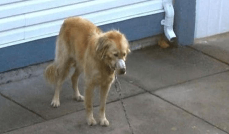 Couple Watches As Neighbor’s Golden Retriever Is Neglected Until They Can’t Watch Any More