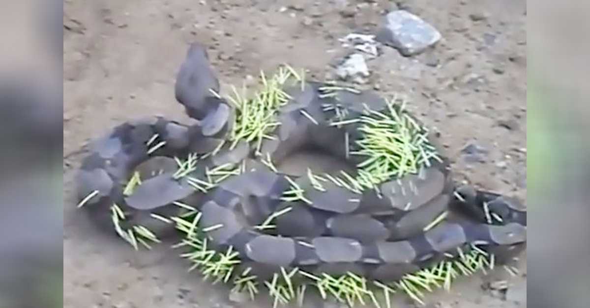 A Big Snake Found writhing In Pain After Regretting To Eat Porcupine