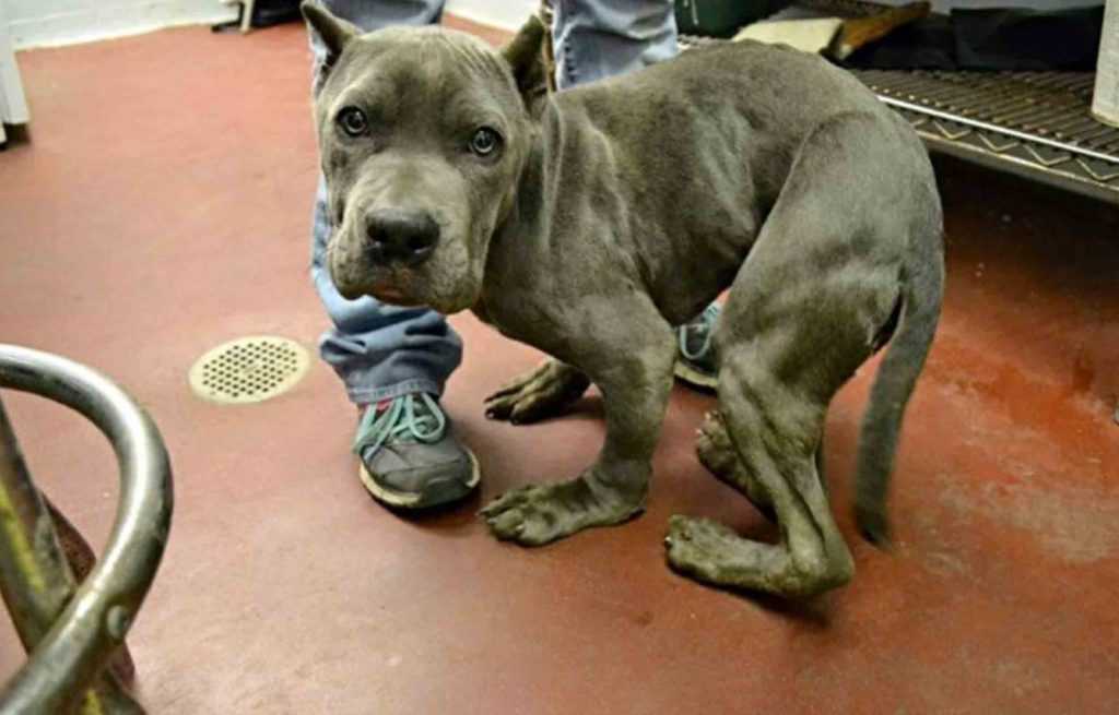 Sad & Scared Pitt Bull Who Has Been Kept In A Tight Cage For 2 Years Now Has A Deformed Body