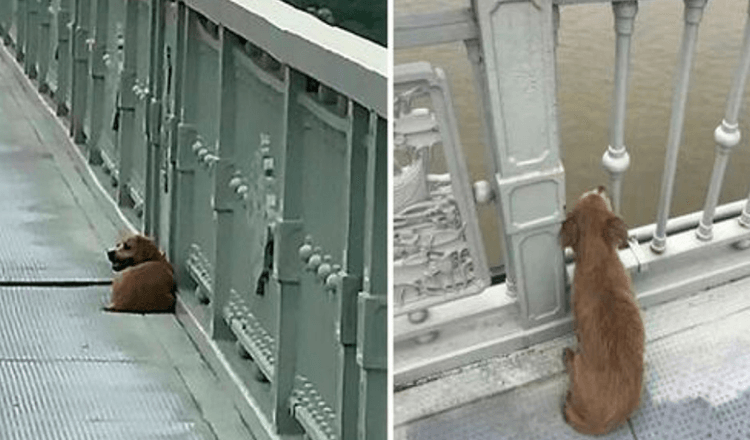 Owner Jumped Of The Bridge Ending His Life, Leaving His Loyal Dog All Alone