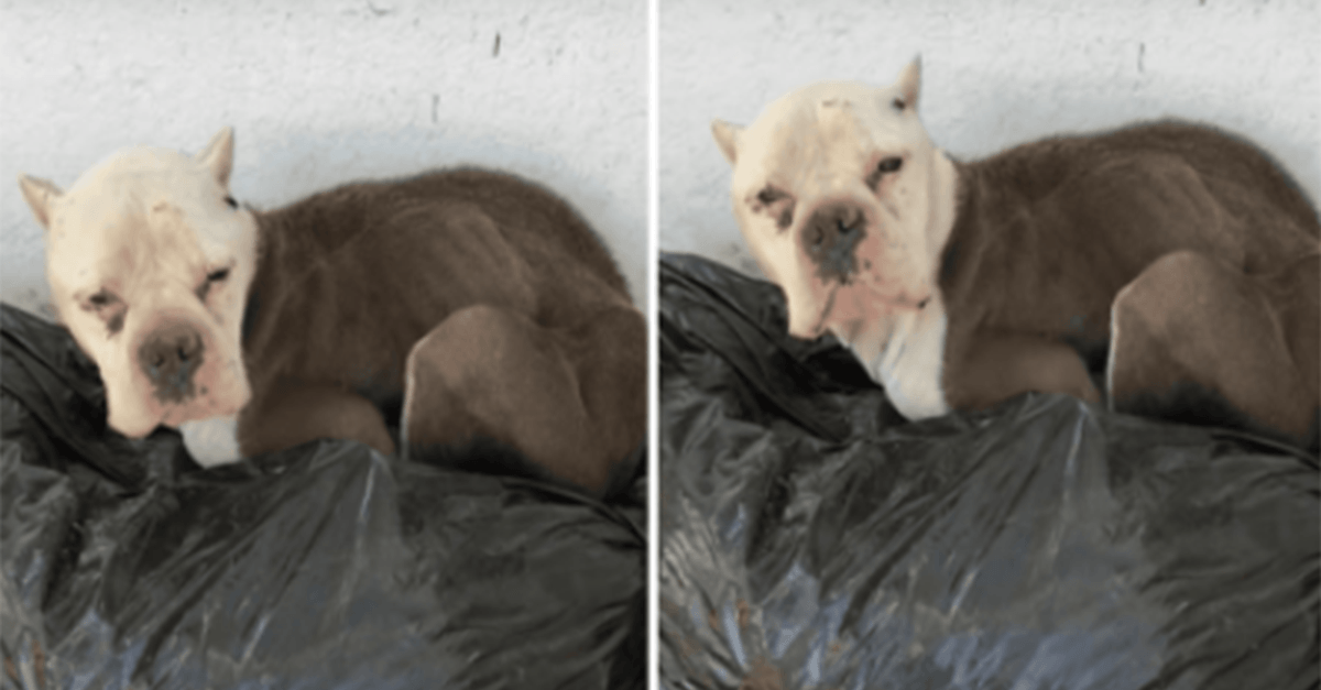 Sad Pit Bull Tucked Herself Near Someone’s Porch Hoping To Get A Meal And He Doesn’t Understand Why No One Cares