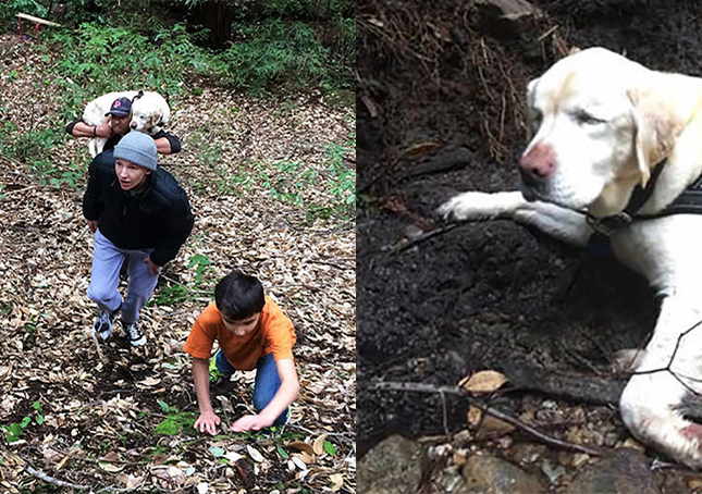 Blind Dog Lost In Forest For 1 Week Found And Rescued By A Firefighter