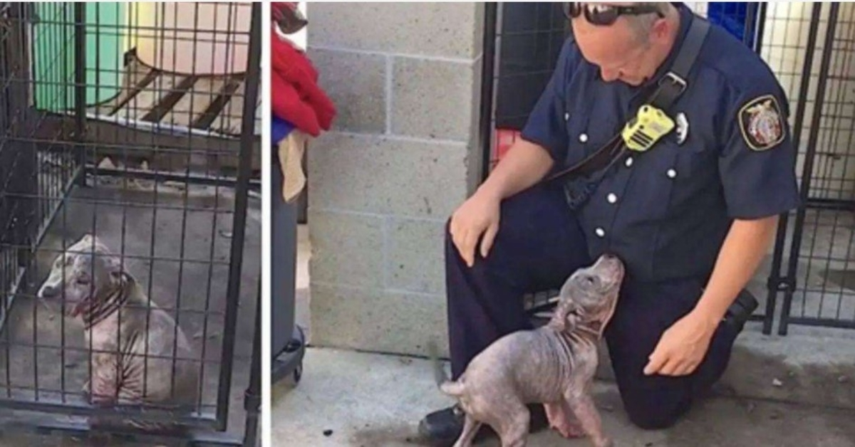 Sad shelter puppy becomes ecstatic when the firefighter who saved her shows up to adopt her