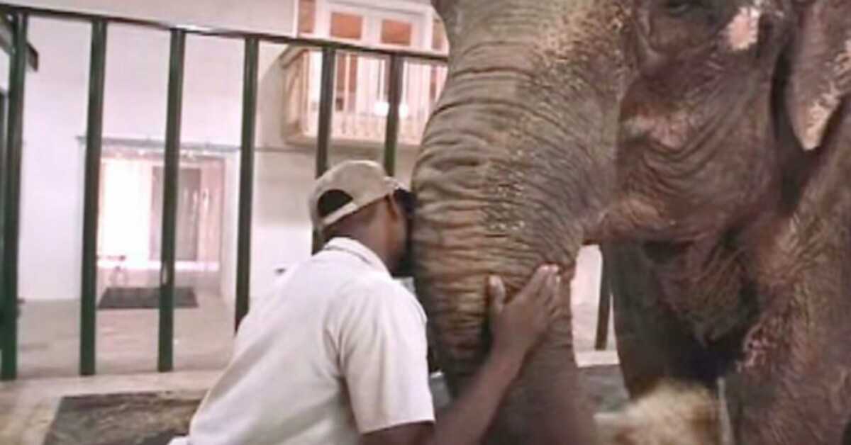 Zookeeper Frees Elephant After 22 Years Alone In Captivity