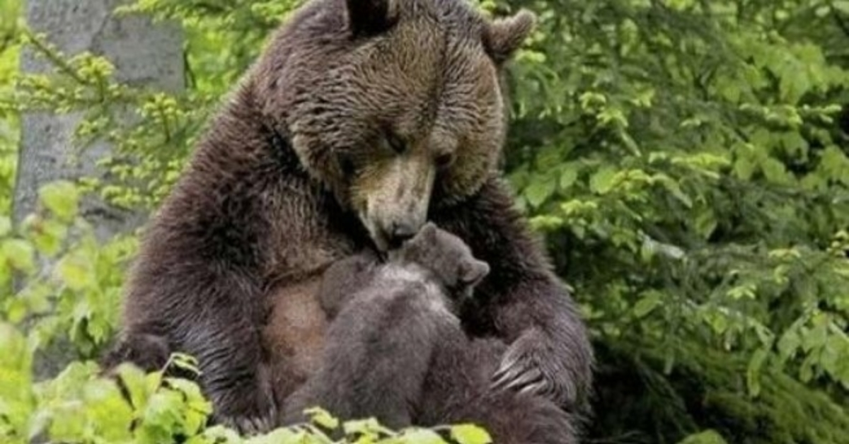 The bear brought its cub to the girl so that she pulled the splinter out of its paw