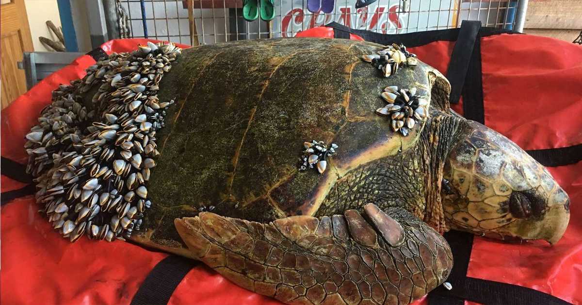 Fisherman Finds Turtle Floating On The Water With Barnacles Covering All His Body