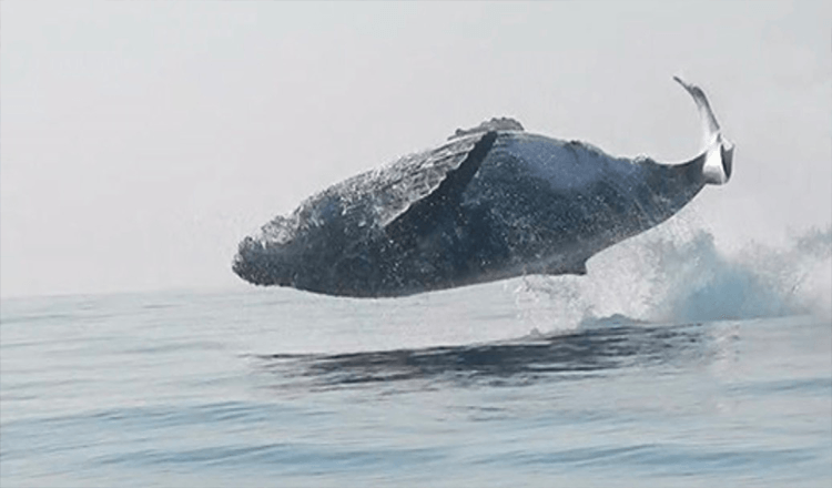 40-Ton Whale Was Filmed Jumping Completely Out Of The Water