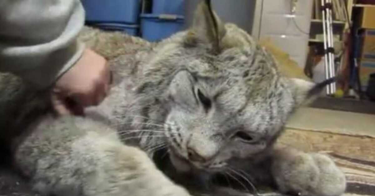 She Started Petting This Rescued Lynx But When He Realizes It, He Responds With Love