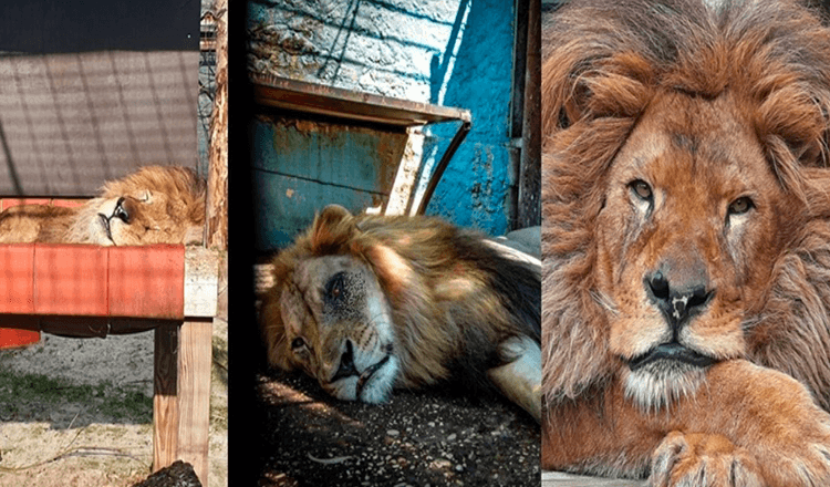 Lived in the worst zoo in the world, Lion Bob was rescued / Now he has food and they love him