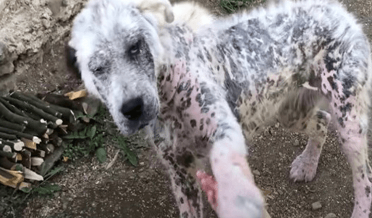 Sickly Stray Offered Paw To Strangers To Ask Them To Save Her And A Friend