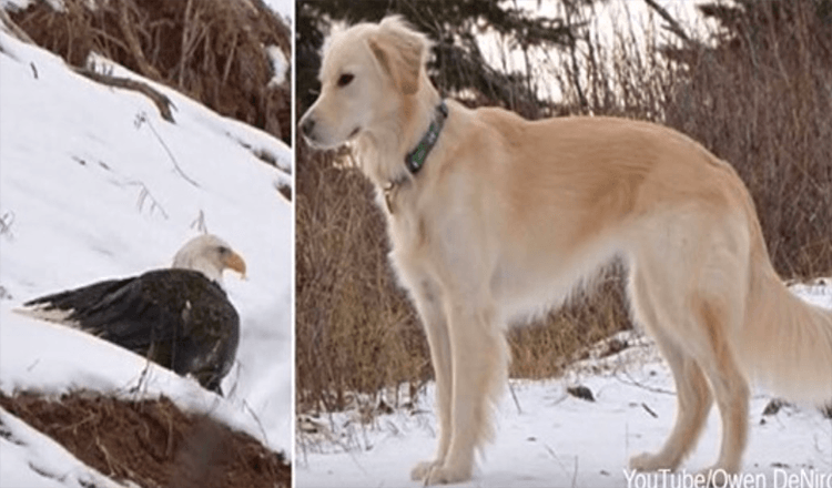 Bald Eagle Saved From Freezing To Death By Golden Retriever