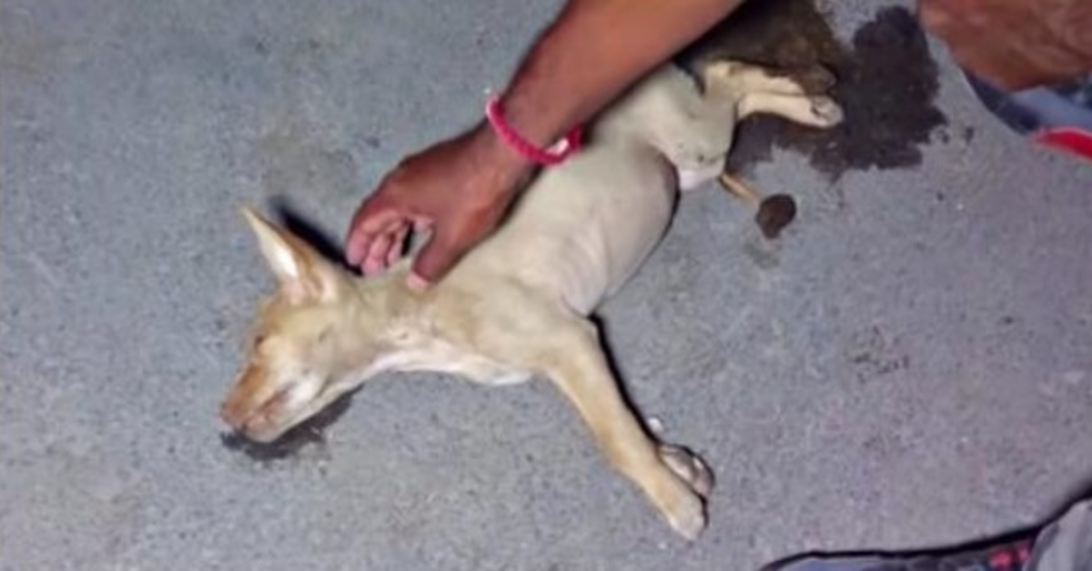 Others Said She’s A Waste Of Effort But Unconscious Dying Dog Wasn’t Giving In