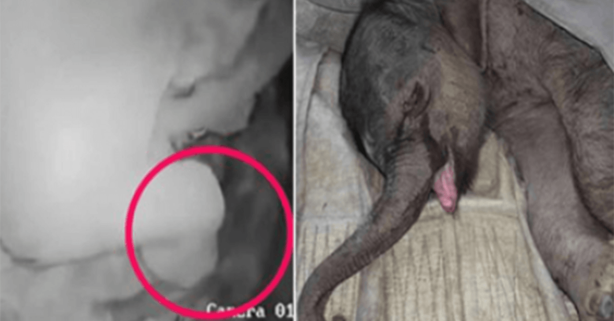 A Newborn Baby Elephant is Attacked by Its Mother and is Rejected; Cries for Five Hours