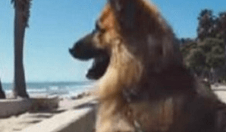 A German Shepherd Dog who spent five years on a chain saw the ocean for the first time. The reaction is great