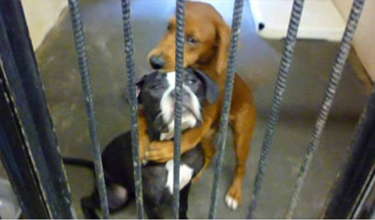 Shelter Dog Hugs Her Best Friend So Tight Hours Before Euthanasia And Saves Their Lives