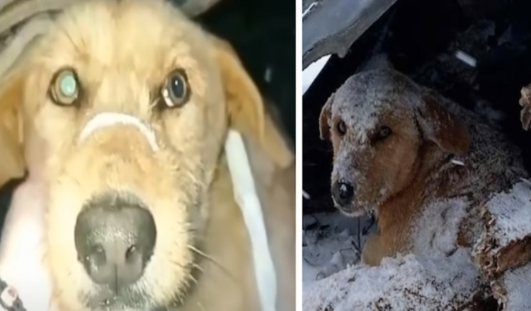 Dog Who Was Shot Sat Shivering All Alone In The Cold Snow