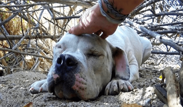 Sick Homeless Dog Was So Weak He Had Given Up On Life, But Someone Had Seen Him