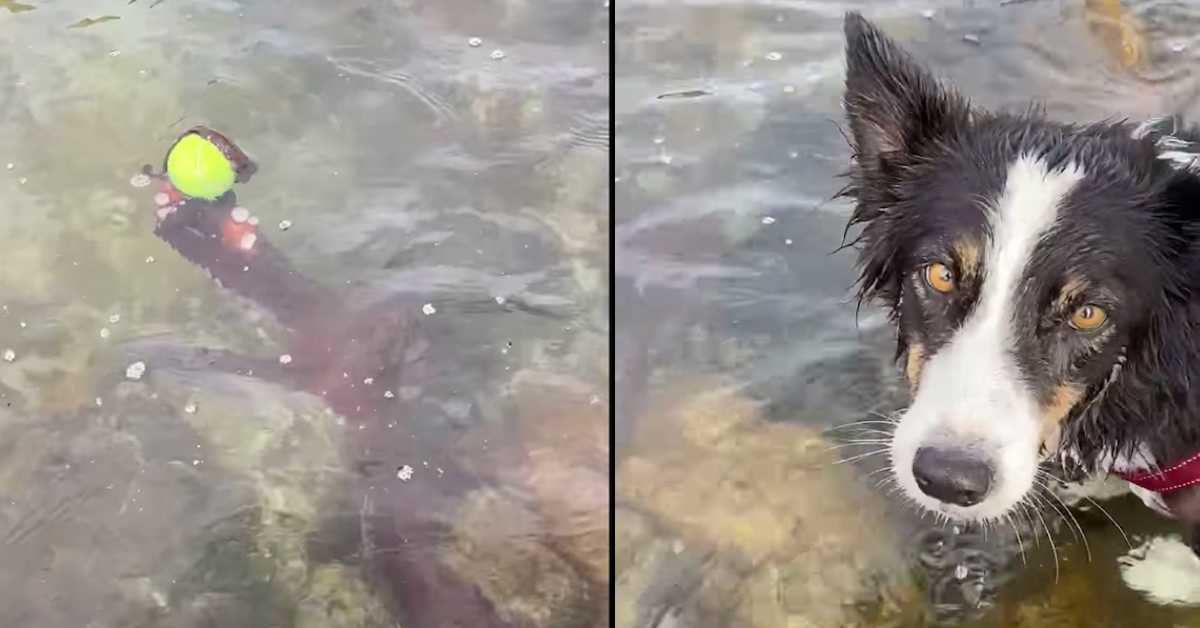 Helpless Dog Can Only Watch As An Arm From The Deep Grabs Ahold Of Her Ball