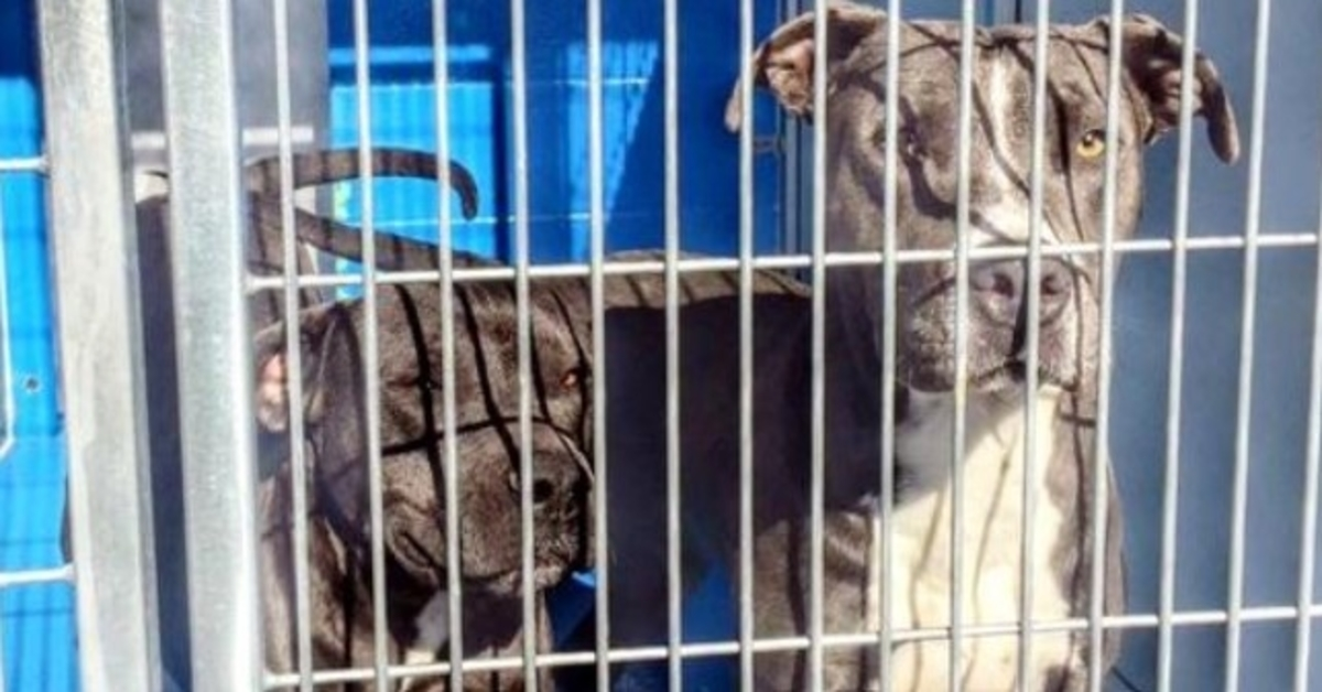 Owner Allows Their Pit Bulls To Be Put Down, But 88-Year-Old Neighbor Says “No”