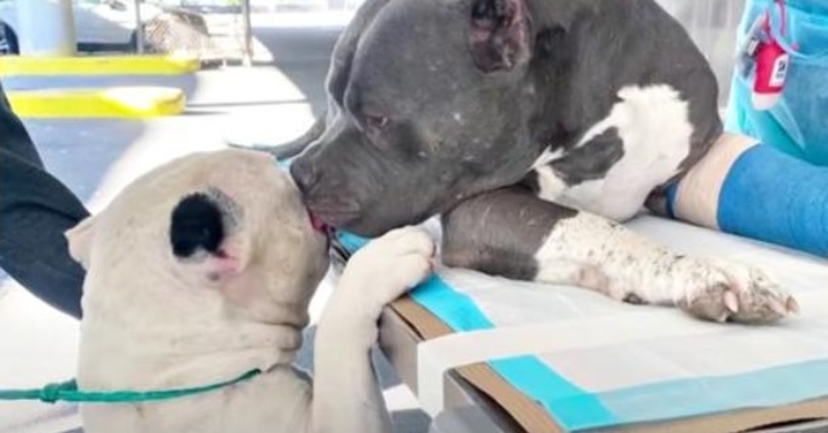 Dad Died Leaving Pit Brothers Alone, 1 Comforts The Other Before Surgery