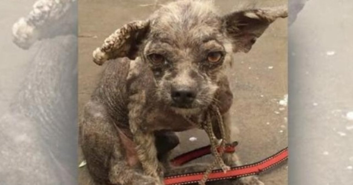 Vet Refused To Treat Hairless Puppy But She Did Not Listen & Did Not Give Up