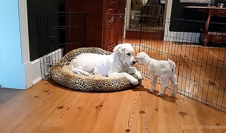 Adorable Goat Meets His First Puppy