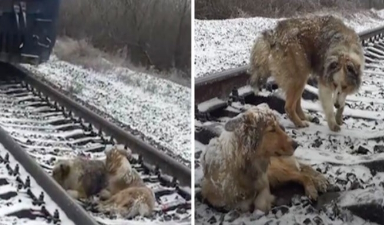 Hurt dog stuck in railroad track for 2 days protected by loyal brother who refused to leave