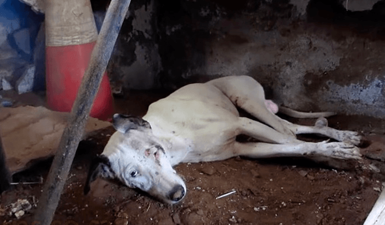 Dog Who Crawls Into Empty Building After Losing All Hope Finally Gets Rescued!