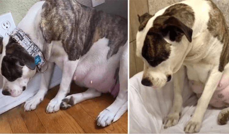 Terrified Pregnant Pittie Won’t Look Foster Mom In Eye And Keeps Puppies In